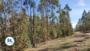 MaClau-terreno-pichilemu