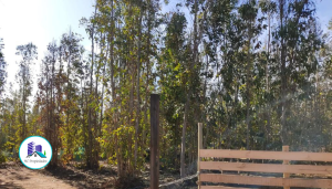 MaClau-terreno-pichilemu