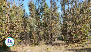 MaClau-terreno-pichilemu