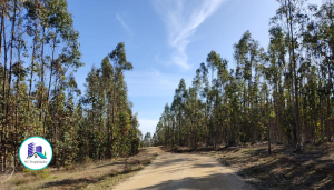 MaClau-terreno-pichilemu